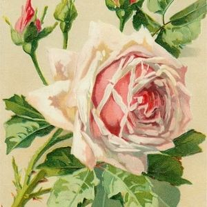 Meet your Posher, Rosemary